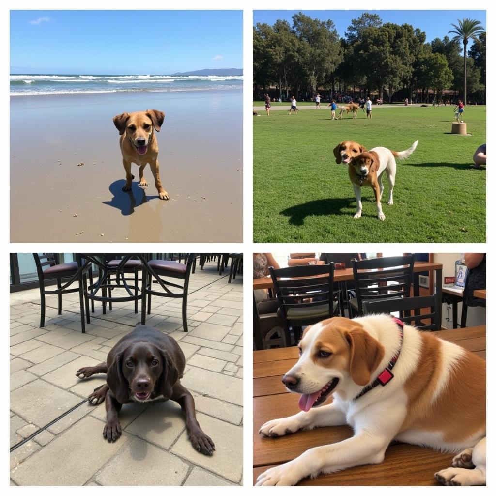 Dog-Friendly Activities in San Diego