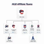 MLB Affiliate Team Structure