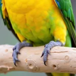 Benefits of natural wood perches for birds