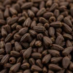 Close-up view of Sicilian oregano seeds