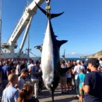 White Marlin Open Live Cam: Weigh-in Action